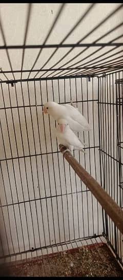 Albino split ino 7 pair for sale with DNA SERTIFICATS breeding history