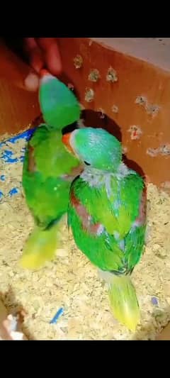 Raw Alexander Parrot 2 Chicks Urgent Sale.