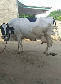 Ghaban cow for sale in Talagang