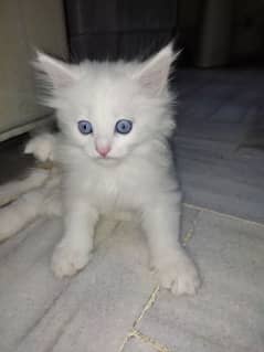 Persian kittens for sale ( Pure White)