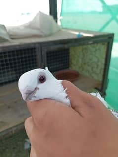 sentinent breeder pigeons pair available