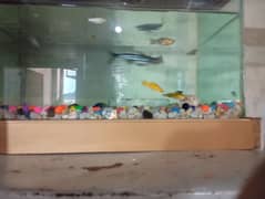1 aquarium fish 10