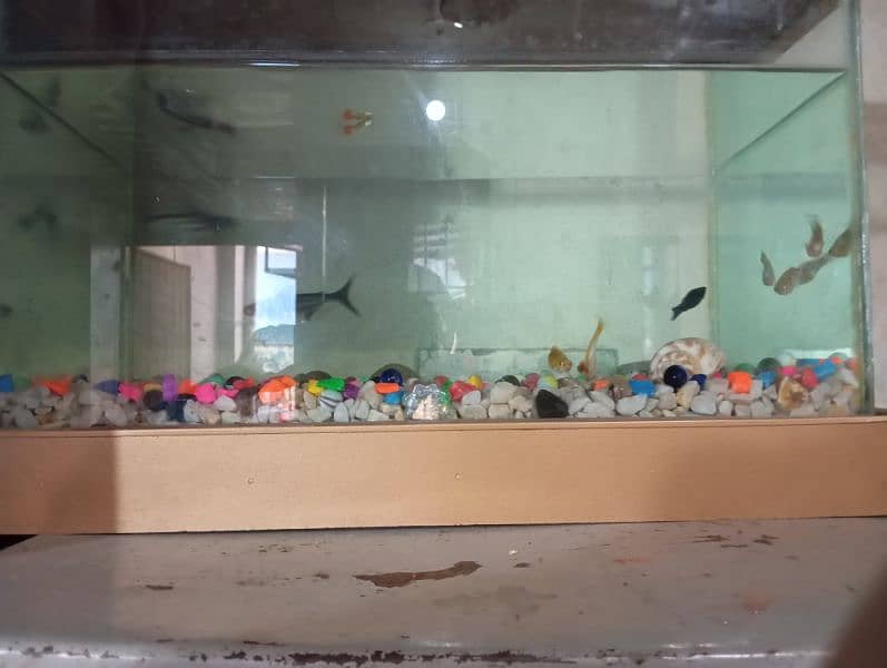 1 aquarium fish 10 3