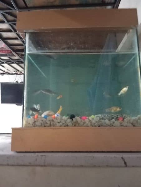 1 aquarium fish 10 4