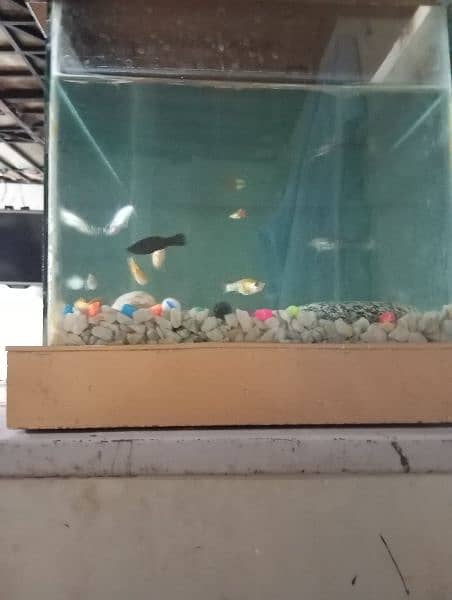 1 aquarium fish 10 5