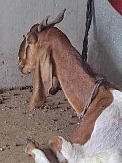 Female Healthy Goat