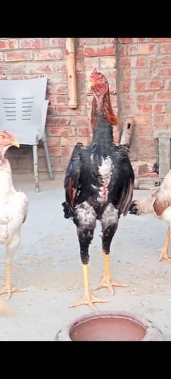 black king aseel shamo chiks| chicks | japnese shamoo | pure aseel hen