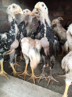 black king aseel shamo chiks| chicks | japnese shamoo | pure aseel hen