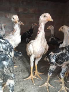 black king aseel shamo chiks| chicks | japnese shamoo | pure aseel hen