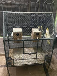 cocktail two pair for sale with cage and box