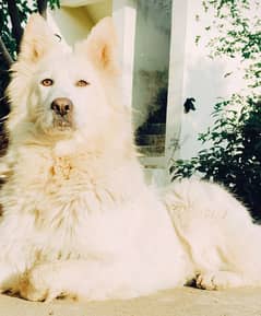 White Swiss Shepherd