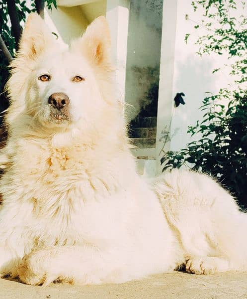 White Swiss Shepherd 0