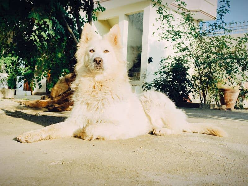 White Swiss Shepherd 1