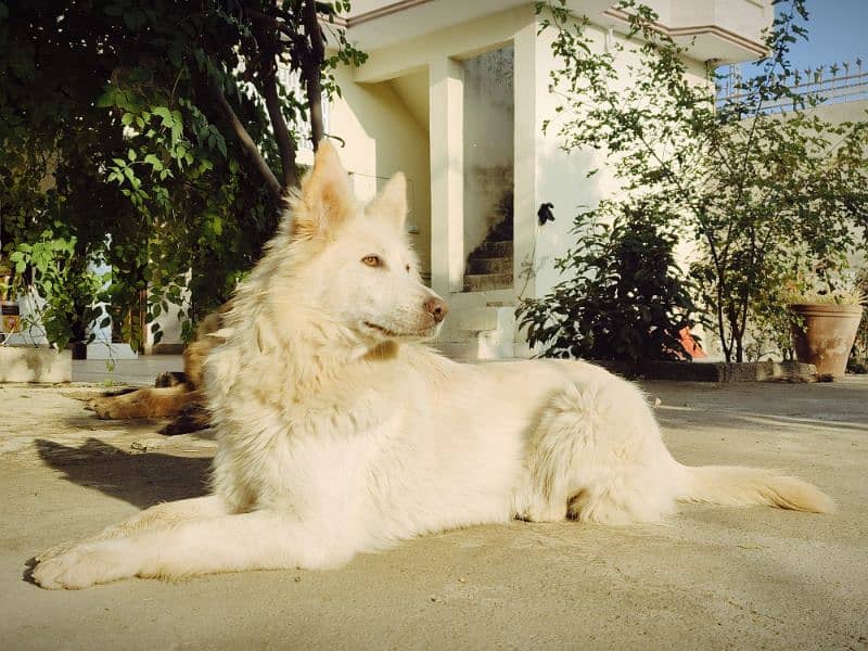 White Swiss Shepherd 2