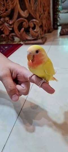 Hand Tamed Love Bird