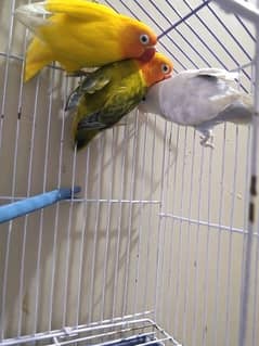 love bird's quality BREEDER females