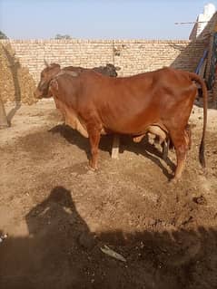 Sahiwal cow