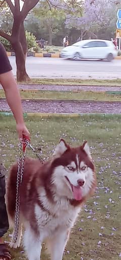 Alaskan malamute pedigree pair and Pupps for sale 0