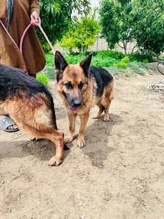 German Shepherd pair | Long Coat pair | Dog For Sale | GSD