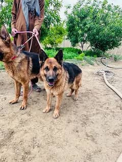 German Shepherd pair | Long Coat pair | Dog For Sale | GSD