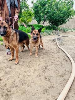 German Shepherd pair | Long Coat pair | Dog For Sale | GSD