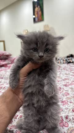 Persian kittens