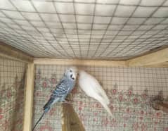 Breeder budgie pairs for sale Healthy active