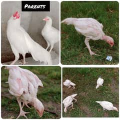 White Aseel Heera Chicks, 100% Guaranteed Chicks 3 Months.