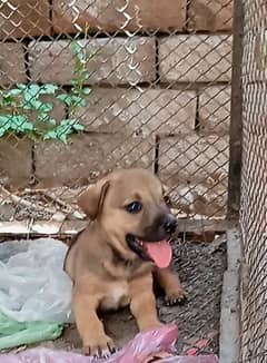 bagiyari male puppy for sale