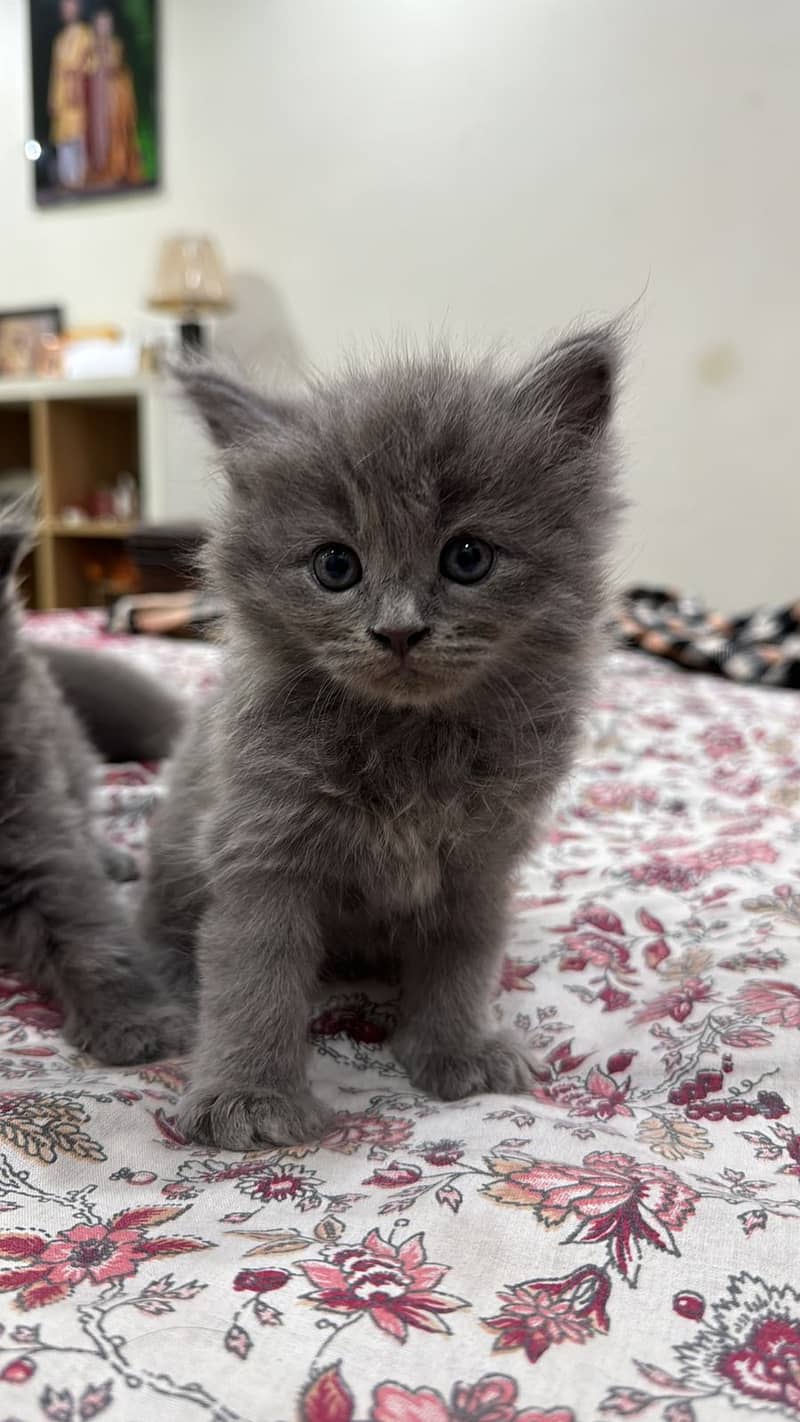 Persian kittens 6