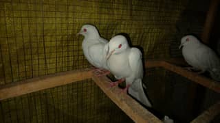 White Dove Khumra