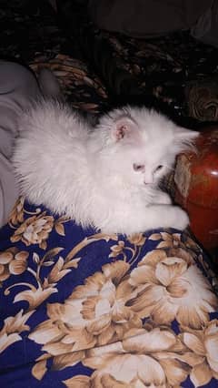 3_4 Month Persian cat