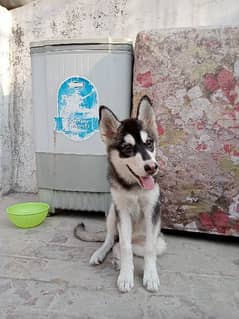 Husky