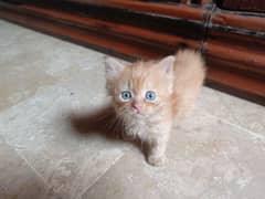 Beautiful Persian kitten(so active and play full kitten)