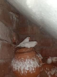 zebra finch for female three male