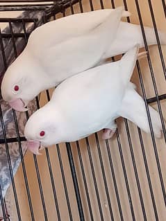 albino