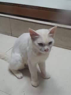 Persian cat 0