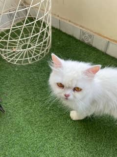 Persian cat with persian kitten