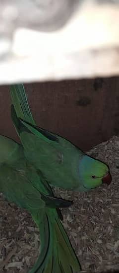 Green Ringneck Pair