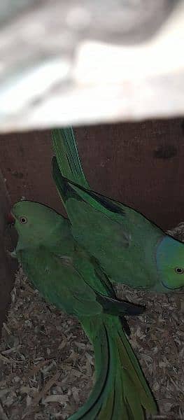 Green Ringneck Pair 1