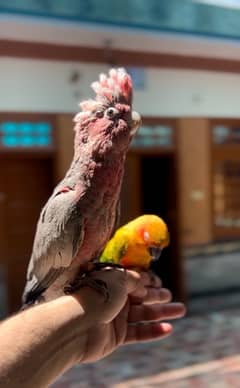 Galah Cockatoo HandTamed