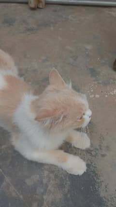 Persian cat for salee