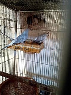 daimand dove hor red dove available 03187035046 call