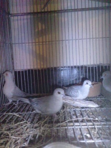 daimand dove hor red dove available 03187035046 call 1