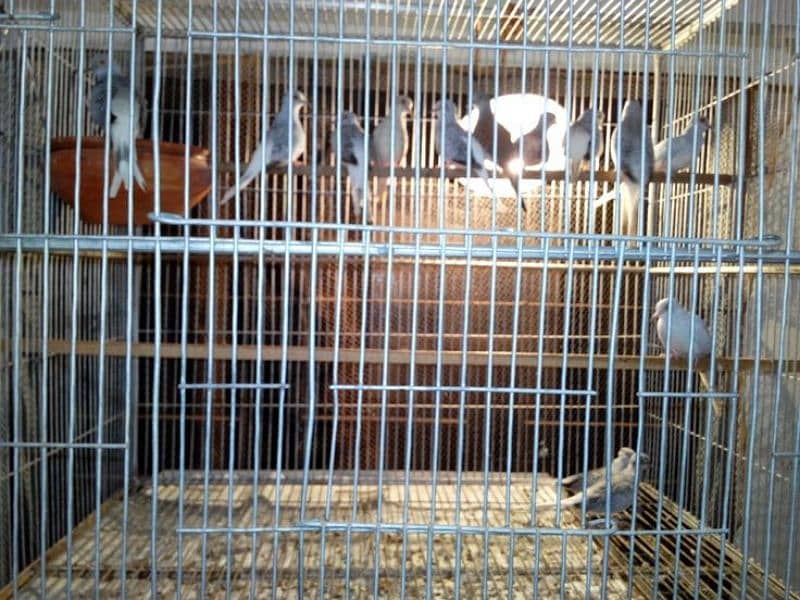 daimand dove hor red dove available 03187035046 call 2