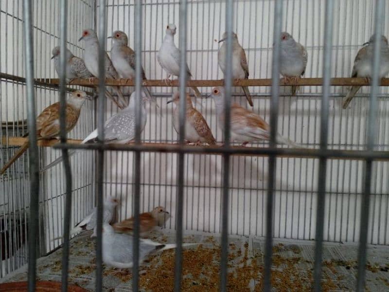 daimand dove hor red dove available 03187035046 call 3