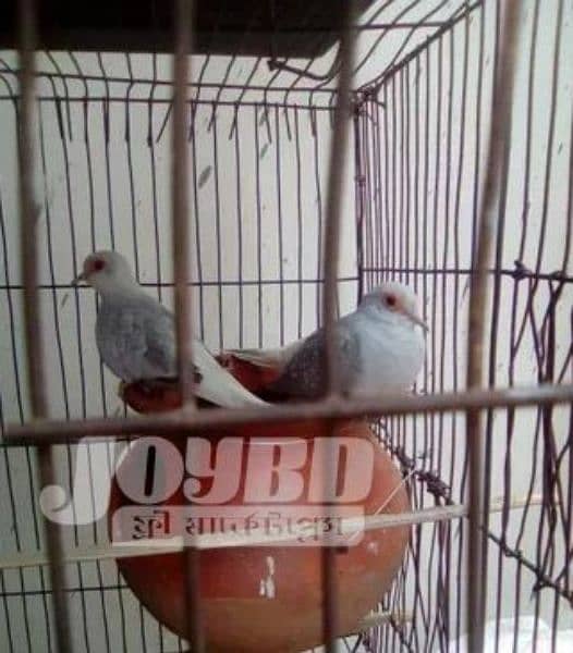 daimand dove hor red dove available 03187035046 call 4