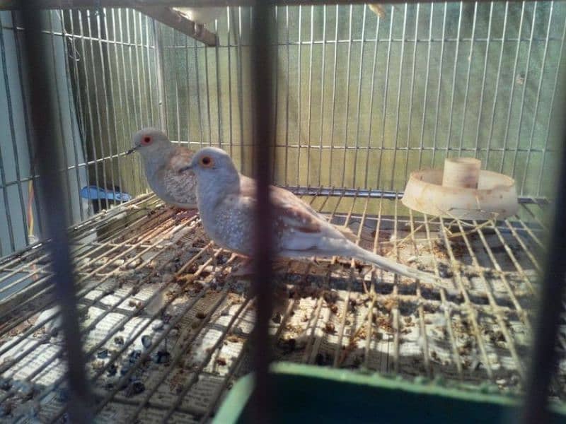 daimand dove hor red dove available 03187035046 call 5