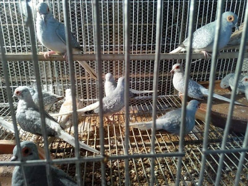 daimand dove hor red dove available 03187035046 call 6