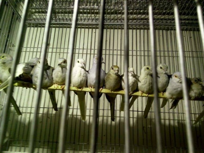 daimand dove hor red dove available 03187035046 call 7
